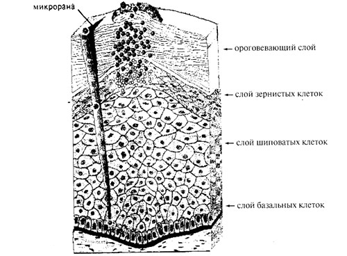 The morphological diagram of epidermis infection with HPV
intracellular topography of virus replication and development of papillomatosis.
(Dr. habil of biological sciences, Professor Kiselev V. I., 